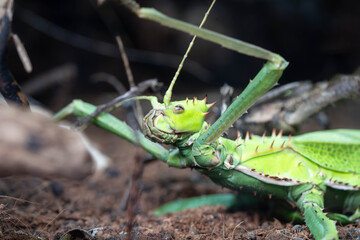 Close-up of a Spiny Green Stick Insect with Horned Legs