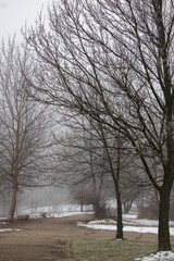 Winter and foggy forest in Bulgaria.