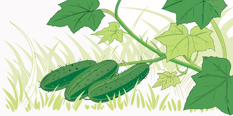Vector illustration of fresh cucumbers grow among vibrant green leaves on dark grassy back-view.