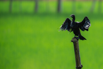 In the stillness of the field, a solitary Little Cormorant bird finds its perch. Nature's beauty is often found in the simplest moments.