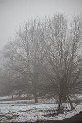 Winter and foggy forest in Bulgaria.