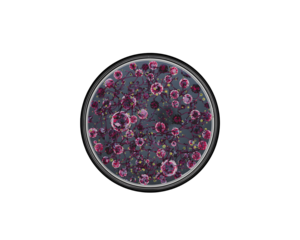 Colorful Microscopic Life, A Visually Striking Representation of Cellular Structures under the Microscope