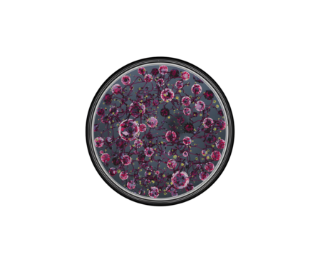 Colorful Microscopic Life, A Visually Striking Representation of Cellular Structures under the Microscope