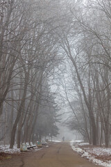 Winter and foggy forest in Bulgaria.