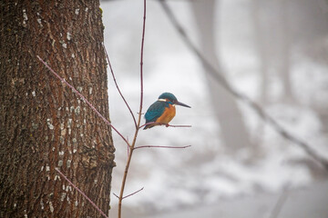 Fototapeta premium Common European Kingfisher (Alcedo atthis) perched on tree branch during the winter in Sofia, Bulgaria.
