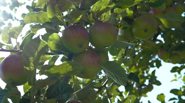 Ripe organic apples are hanging on the apple tree. The concept of harvesting and farming