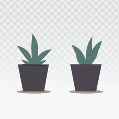 Two minimalist indoor potted succulents in a clean, modern vector style. Perfect for home decor illustrations, office designs, lifestyle graphics, eco-friendly branding, and nature-inspired digital 
