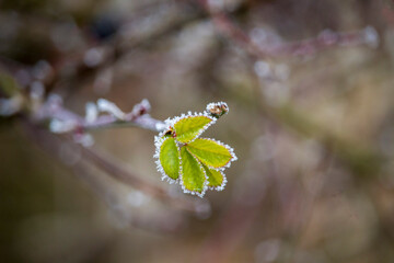 Snow-covered branches with leaves during the winter.