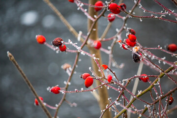 Snow-covered rose hips of Rosa canina (dog rose) during the winter season.