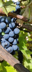 Bunches of Technical Grapes for Winemaking