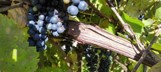 Clusters of Ripe Grapes Grow on a Vine Surrounded by Green Leaves in a Vineyard During Late Summer
