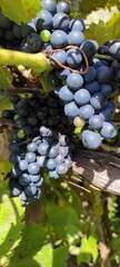 Clusters of Ripe Grapes Hanging From a Vine in a Sunny Vineyard During Harvest Season