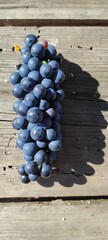 TextGrapes on the vine in the sunlight