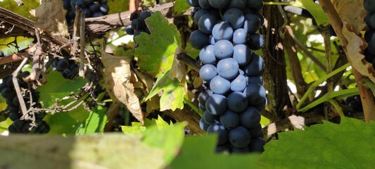 Grapes in a Sunny Vineyard