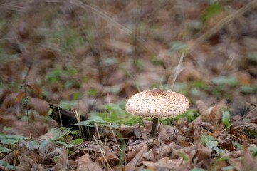 Parasol mushroom growing on forest floor in autumn