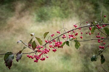 Spindle tree branch displaying bright pink berries in autumn