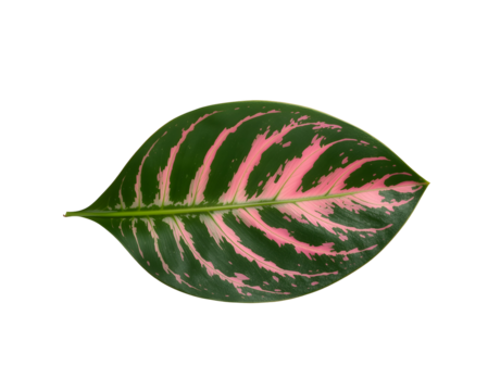 Elegant aglaonema leaf showing unique pattern and structure against a simple studio setting
