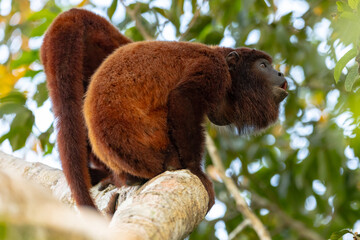 Photography of howler monkeys (Alouatta) in the trees of the Amazon rainforest of Madre de Dios, Peru.