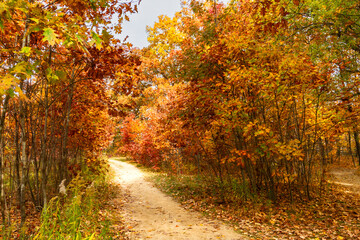 Indian summer in the park. A path between trees on a beautiful autumn day. Ontario, Canada