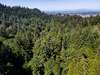Aerial landscape of Portland forest park nature view on sunny summer day in Oregon PNW