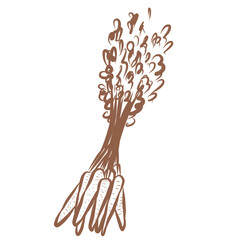 Line Art of Carrot Illustration. Hand-Drawn Doodle.