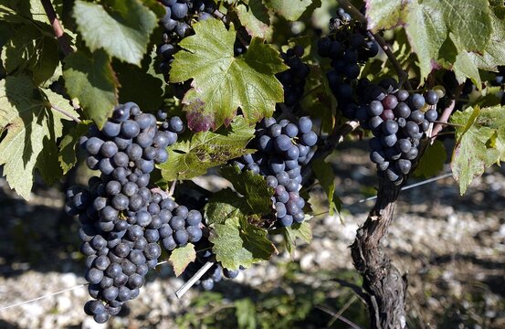 vendanges &agrave; cerdon