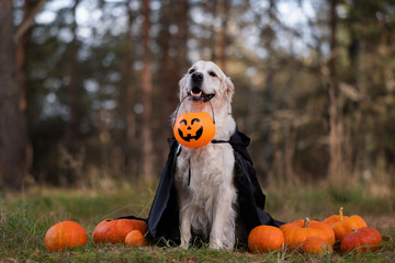 A dog in a witch costume with pumpkins for Halloween. A golden retriever is sitting in an autumn park, holding a festive bucket of pumpkin-shaped sweets in his mouth.