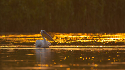 Great White Pelican (Pelecanus onocrotalus) in sunrise light