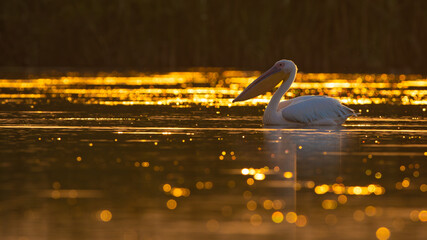 Great White Pelican (Pelecanus onocrotalus) in sunrise light