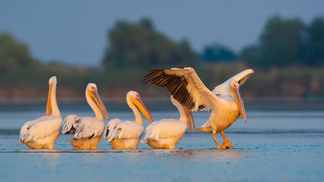 Flock of Great White Pelicans resting