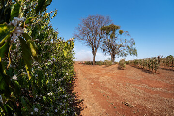 Flowering and pruned coffee plantation