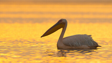 Great White Pelican (Pelecanus onocrotalus) in sunrise light