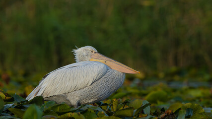 Dalmatian Pelican in Danube Delta, in Summer
