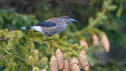 The northern nutcracker (Nucifraga caryocatactes) on a fir tree