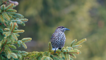 The northern nutcracker (Nucifraga caryocatactes) on a fir tree