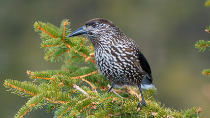The northern nutcracker (Nucifraga caryocatactes) on a fir tree