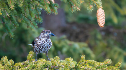 The northern nutcracker (Nucifraga caryocatactes) on a fir tree