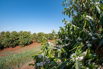 Fototapeta premium flowering coffee plantation on a sunny day