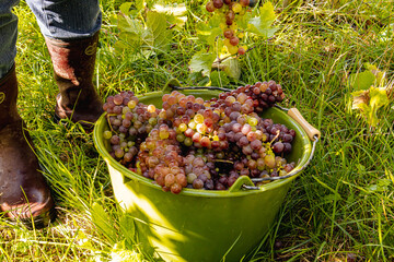 Red wine grapes hang ripe on vines during the Moselle grape harvest. Rolling vineyard slopes, river landscape, and autumn light create a scenic wine-growing region rich in tradition, nature, and agric