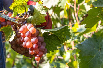 Red wine grapes hang ripe on vines during the Moselle grape harvest. Rolling vineyard slopes, river landscape, and autumn light create a scenic wine-growing region rich in tradition, nature, and agric