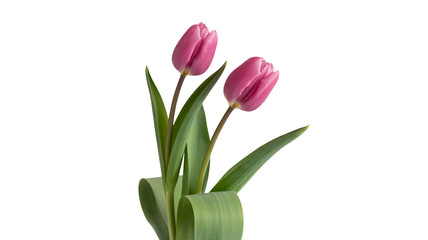 Fototapeta premium Delicate pink tulips bloom, bringing spring's beauty. Perfect for expressing love, joy, and new beginnings, ideal for cards and invitations.