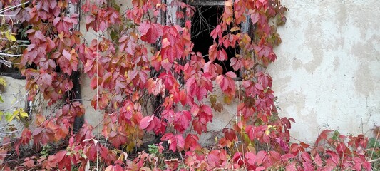 Vibrant Red Leaves Cover an Old, Weathered Building in a Peaceful Rural Setting During Autumn's Peak Season