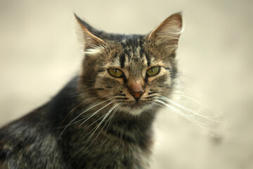 Portrait of cute grey cat