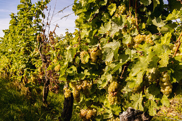 Close-up of green grapes hanging on the vine during harvest season, sunlit leaves surrounding ripe clusters in a vineyard, symbolizing viticulture, fresh fruit, and traditional winemaking in late summ