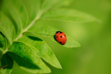 Fototapeta premium Red ladybug sitting on plant