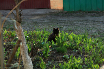 Portrait of cute black cat