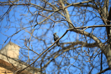 Grey bird sitting in tree