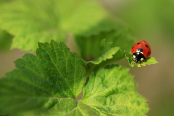 Red ladybug sitting on plant