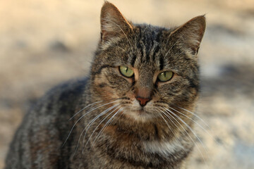 Portrait of cute grey cat