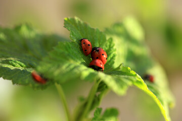 Red ladybug sitting on plant